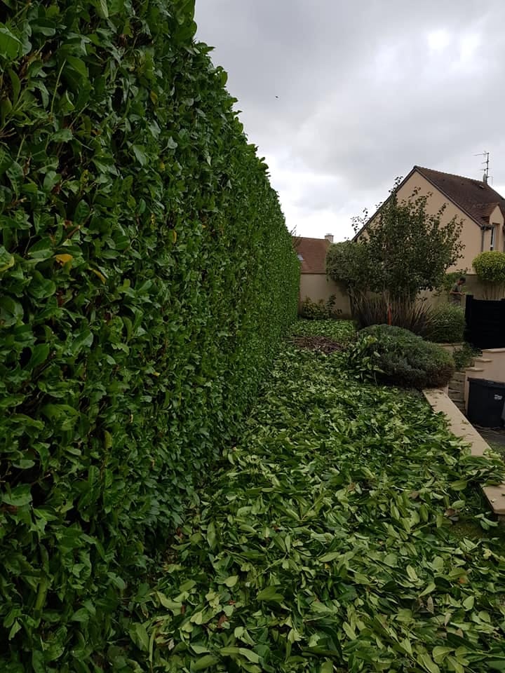 Haie de lauriers taillée dans le Calvados
