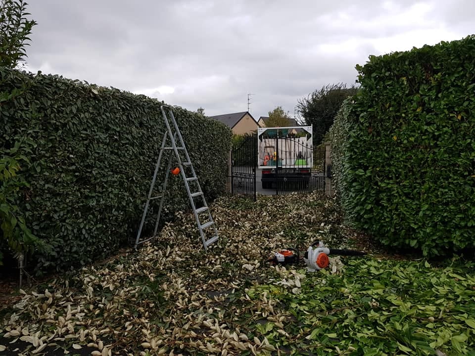 Haies taillées dans le Calvados près de Moult
