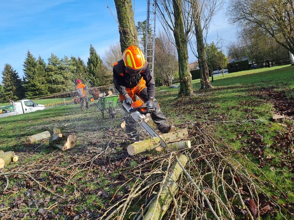 Coupe d'arbres dans le Calvados