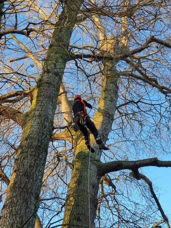Élagage securisé dans le Calvados