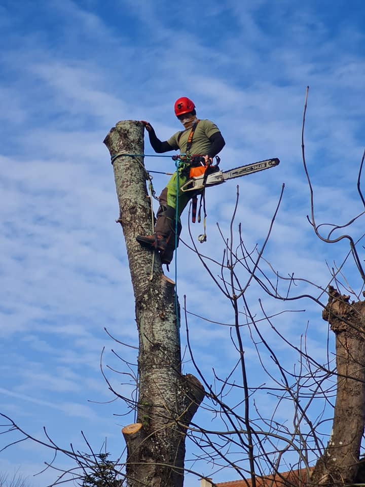 Démontage d'un arbre dans le Calvados