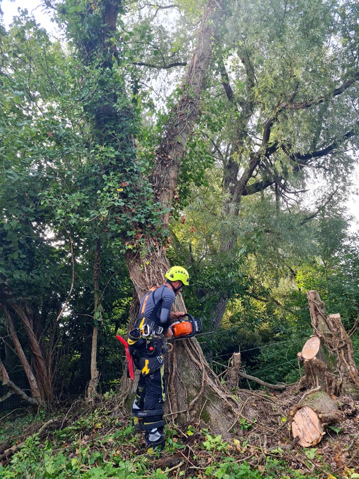 Abattage d'un arbre dans le Calvados (14)
