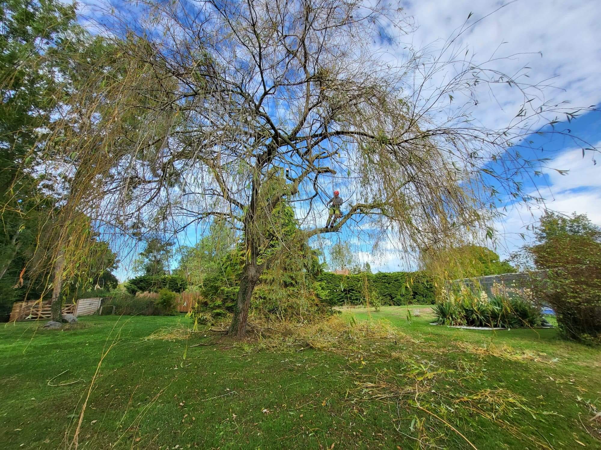 Taille d'arbre dans le Calvados