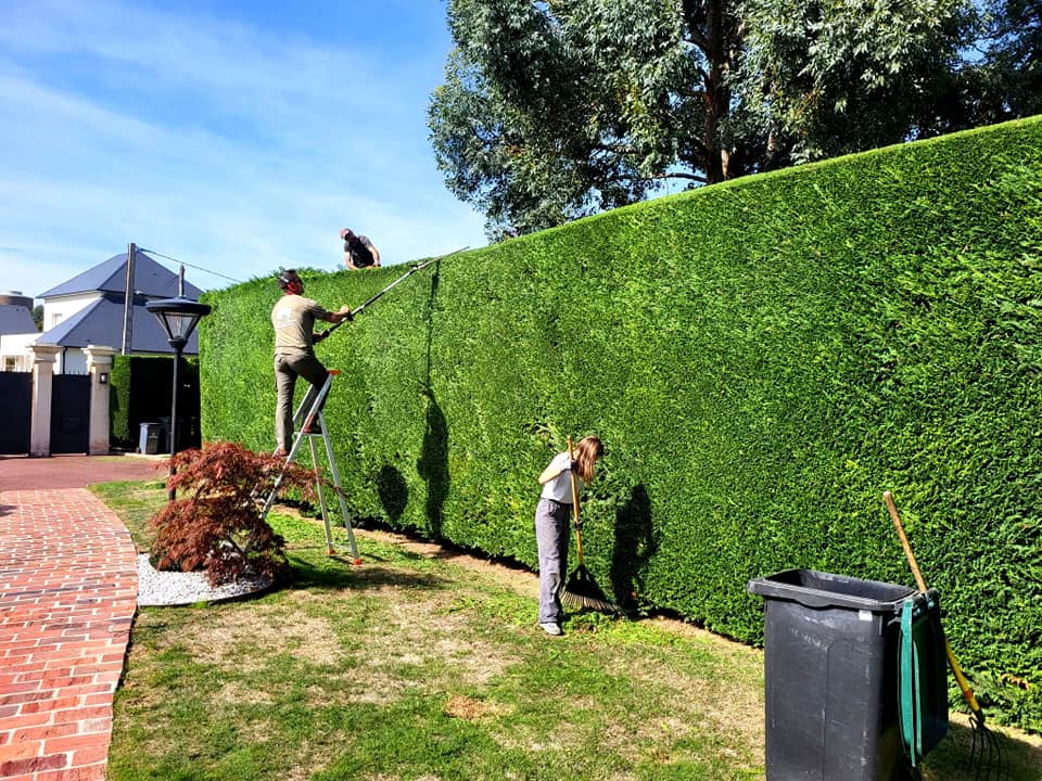 Taille de haie dans le Calvados