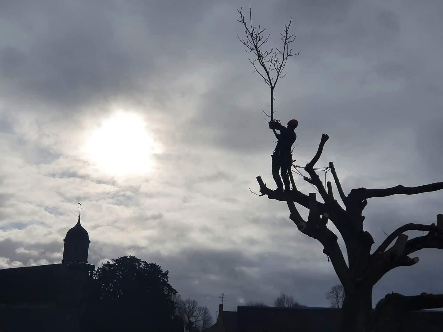 Élagage d'un arbre dans le Calvados (14)