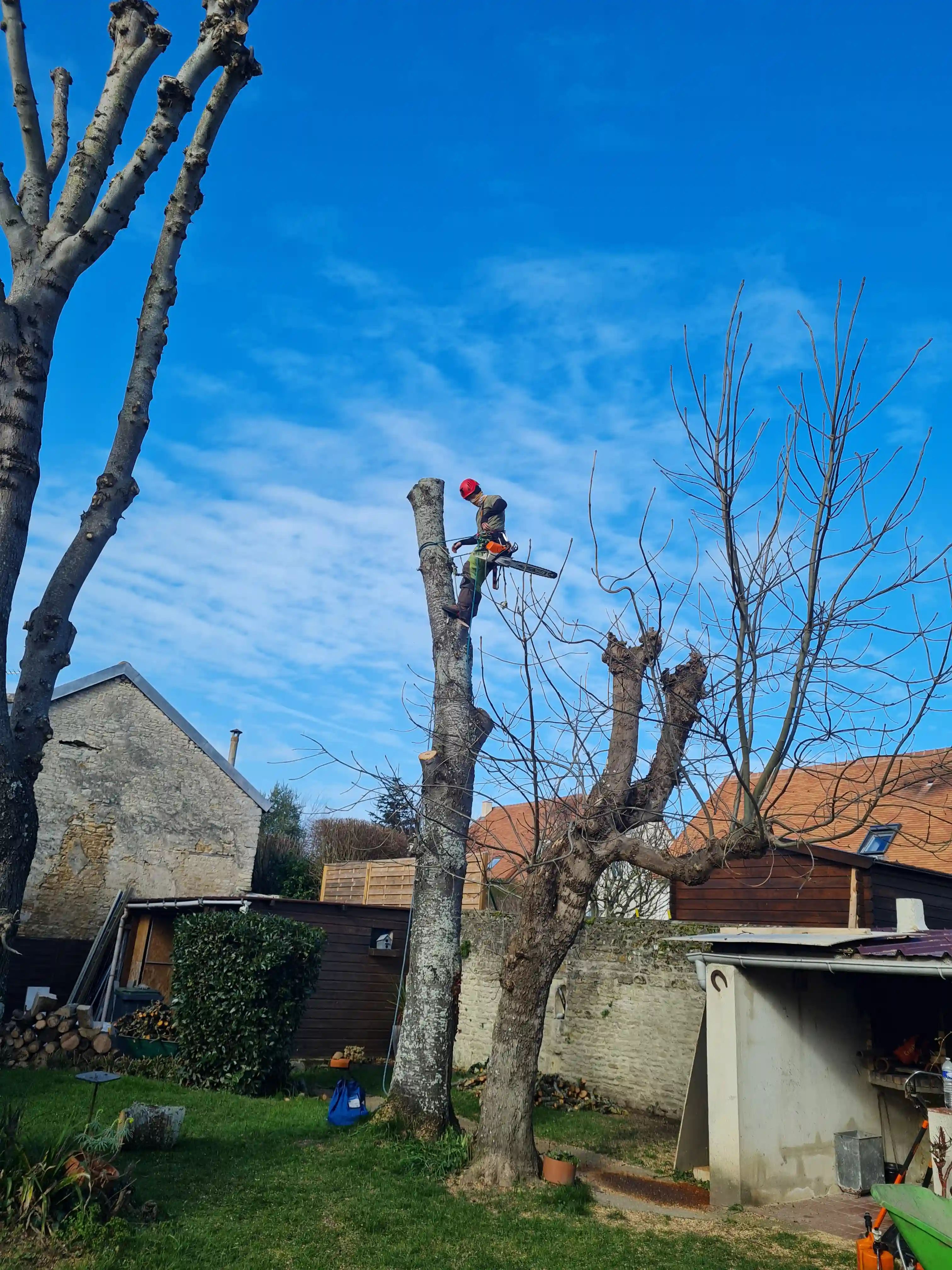 Abattage d'un feuillu à la tronçonneuse