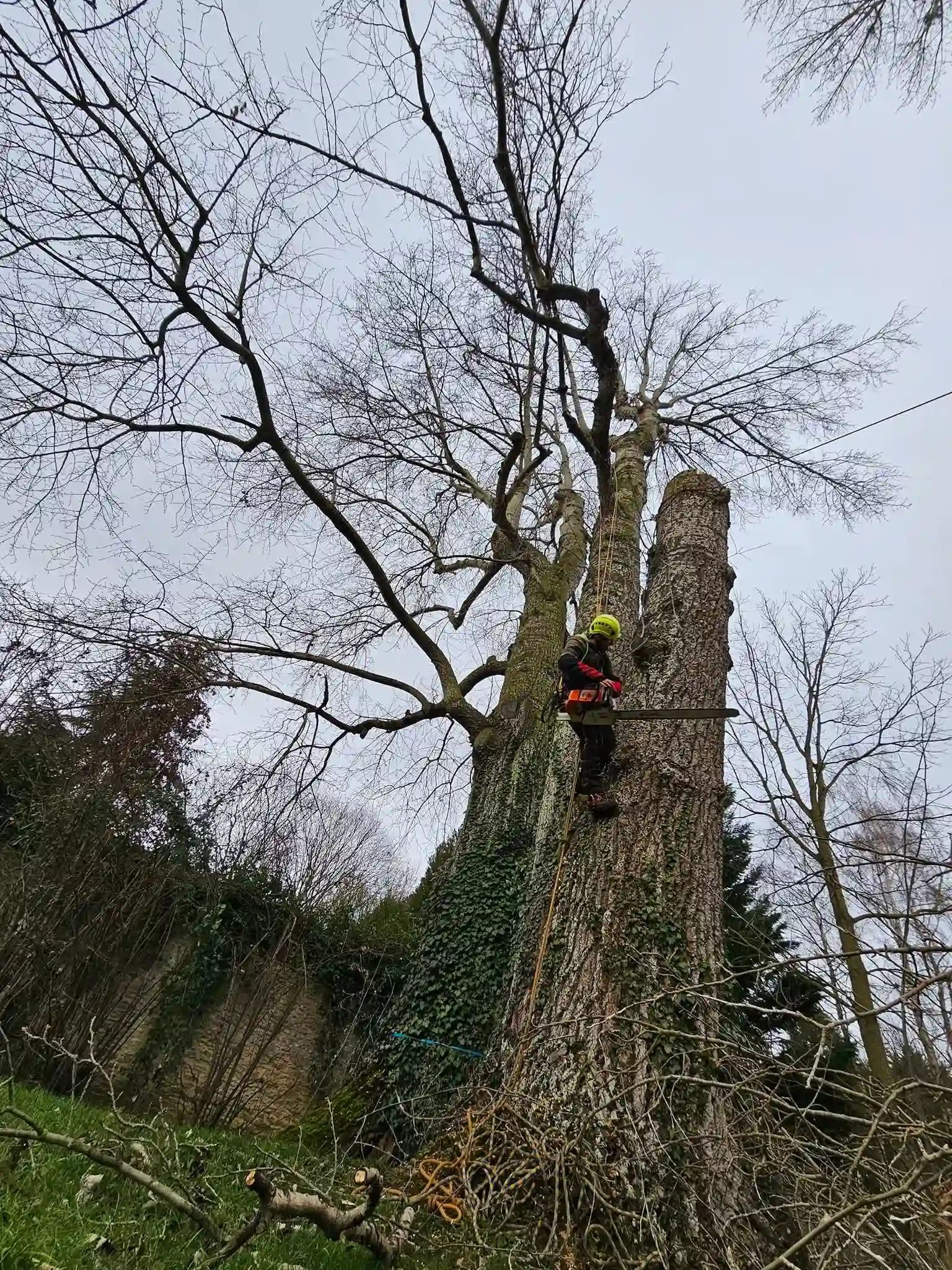 Abattage et démontage d'un chêne