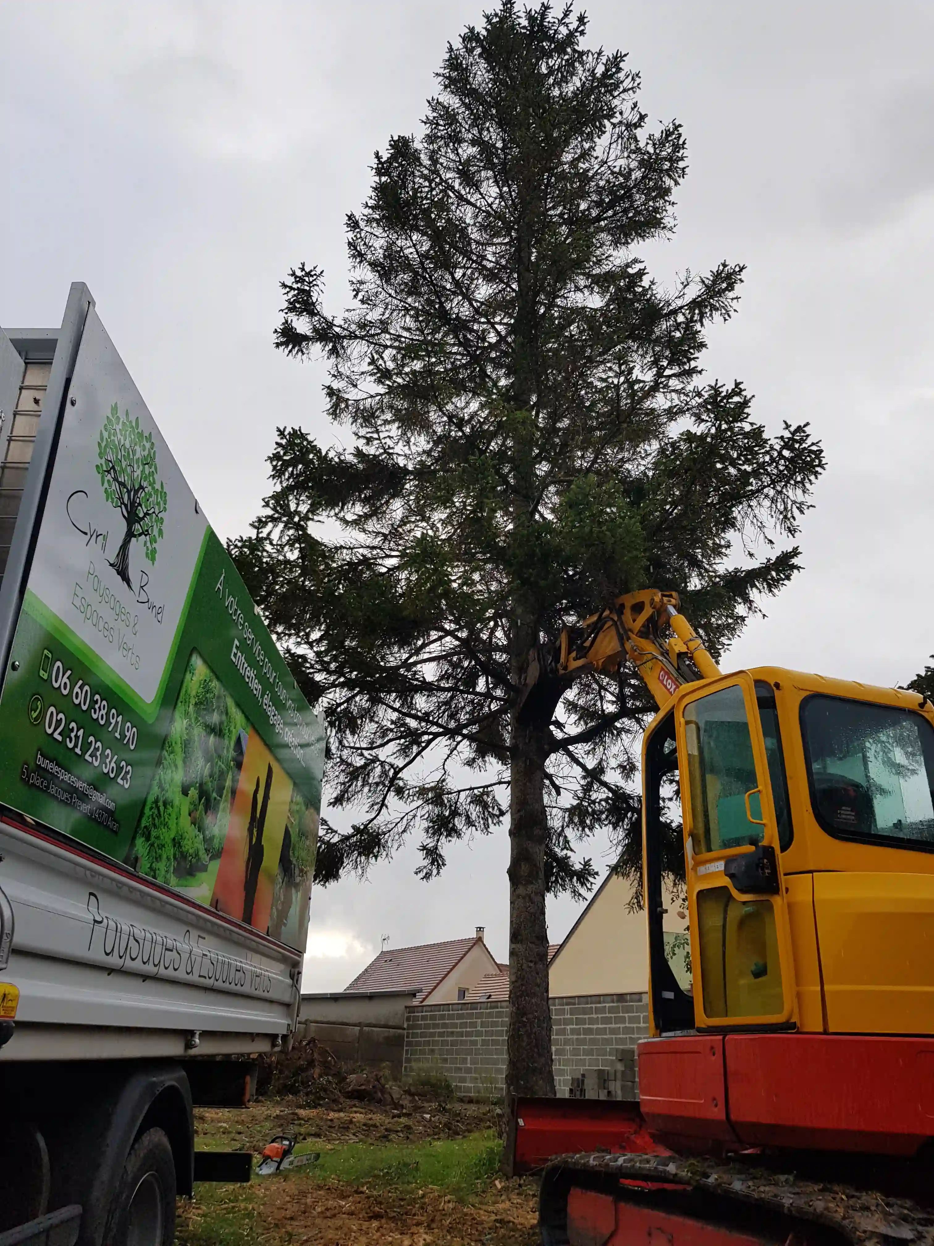 Élagage d'un conifère dans la région Caennaise