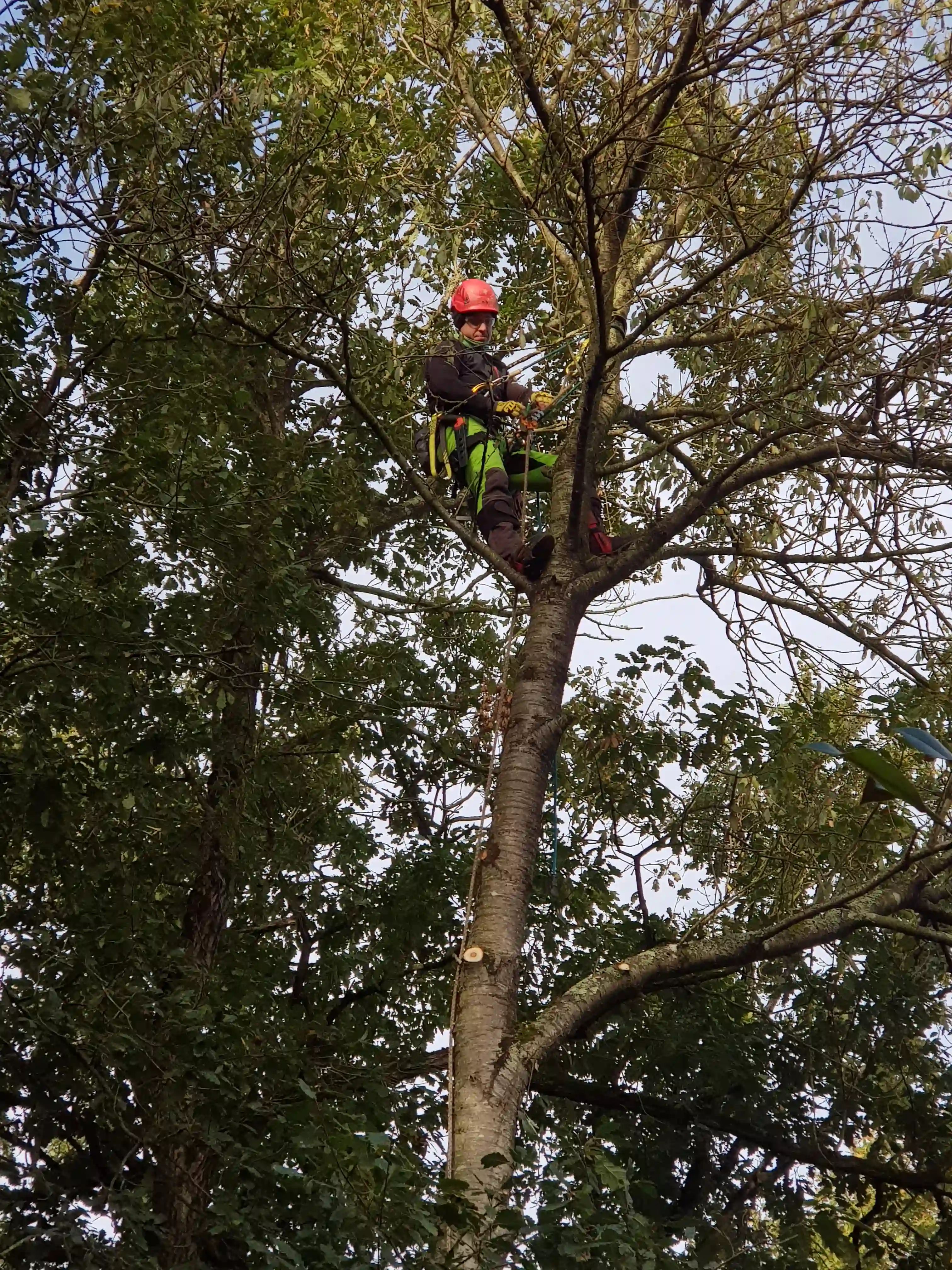 Paysagiste dans un arbre élague des branches