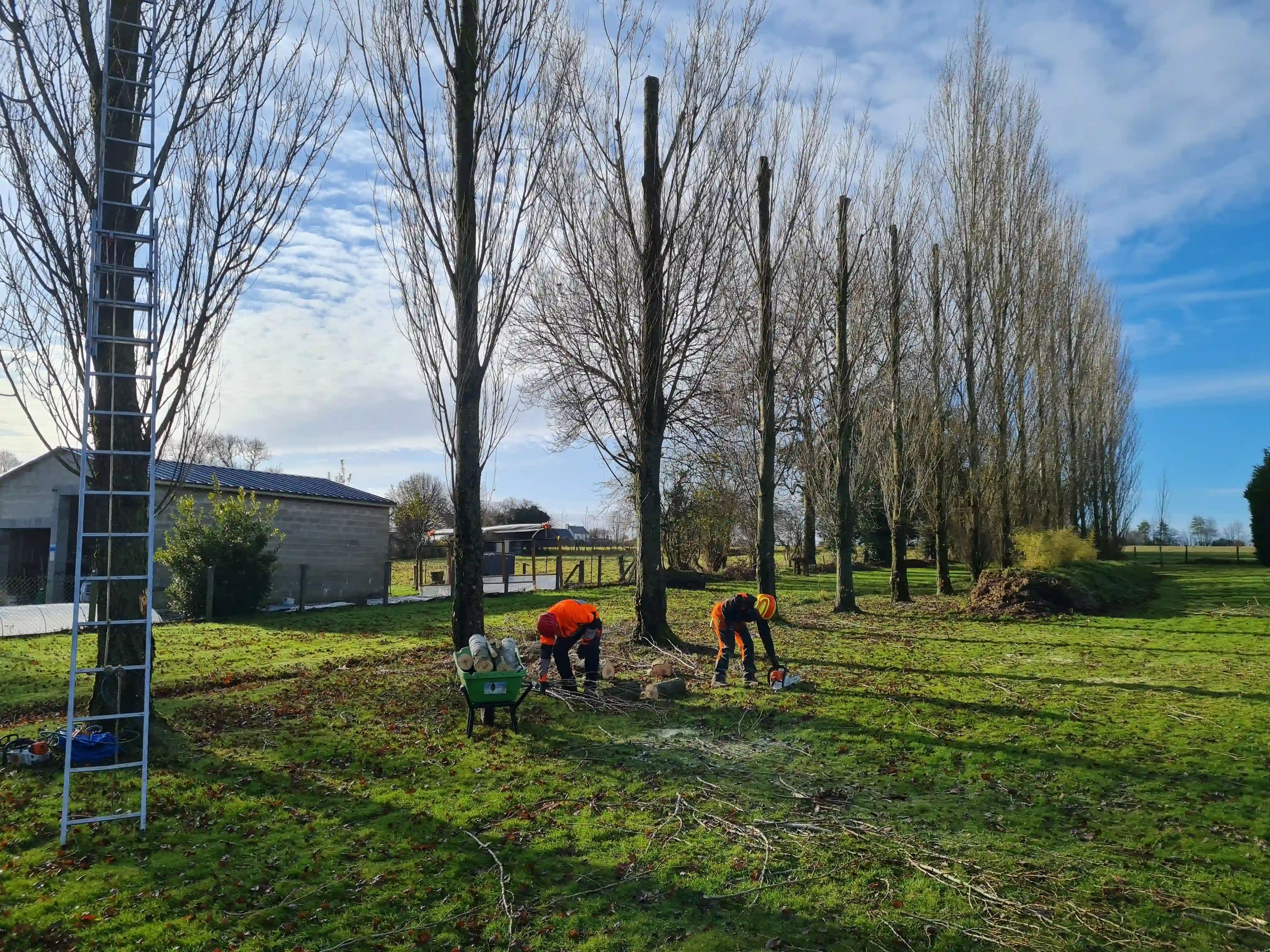 Élagage de feuillus dans la région Caennaise