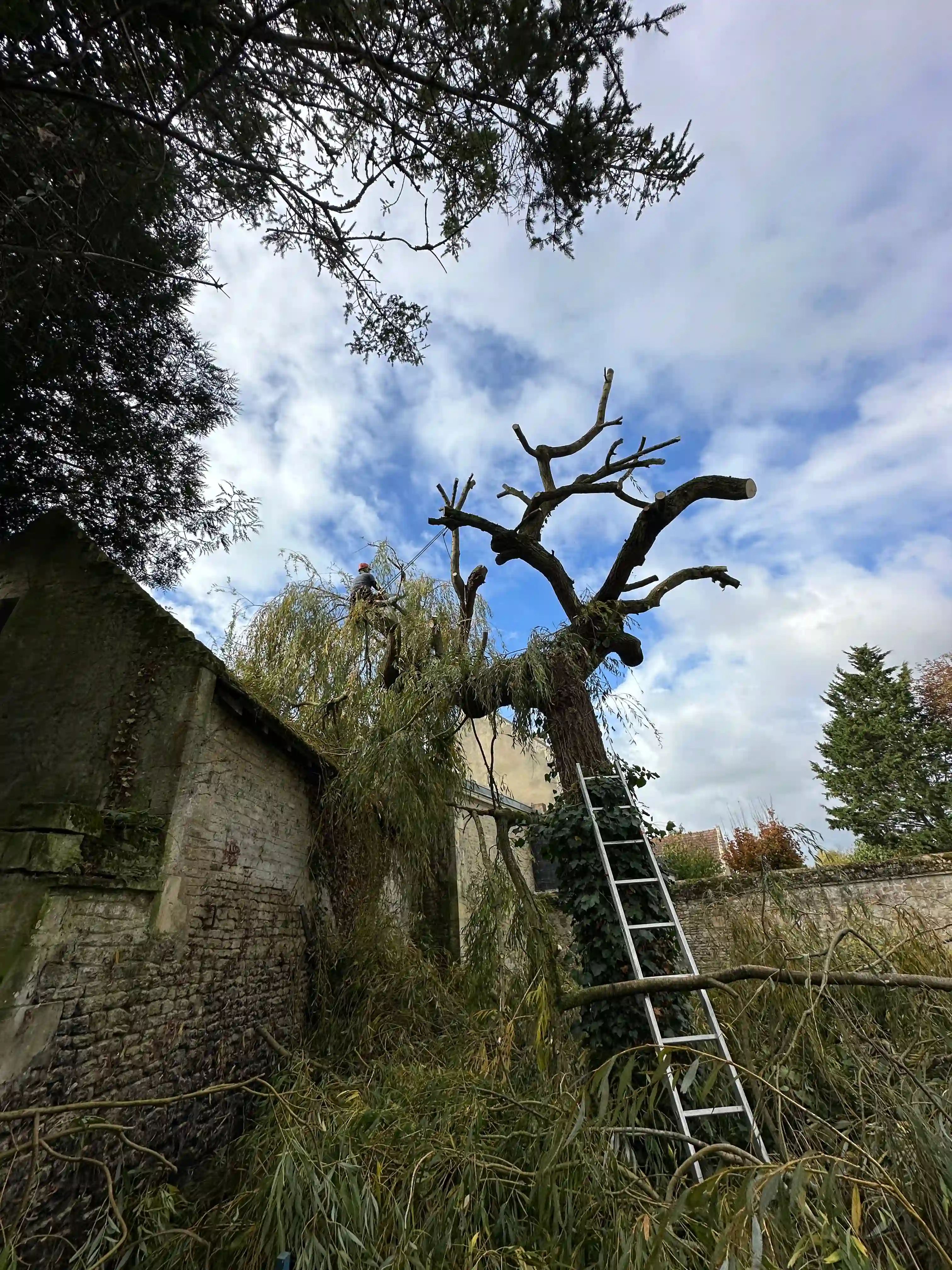 Élagage d'un saule dans un jardin