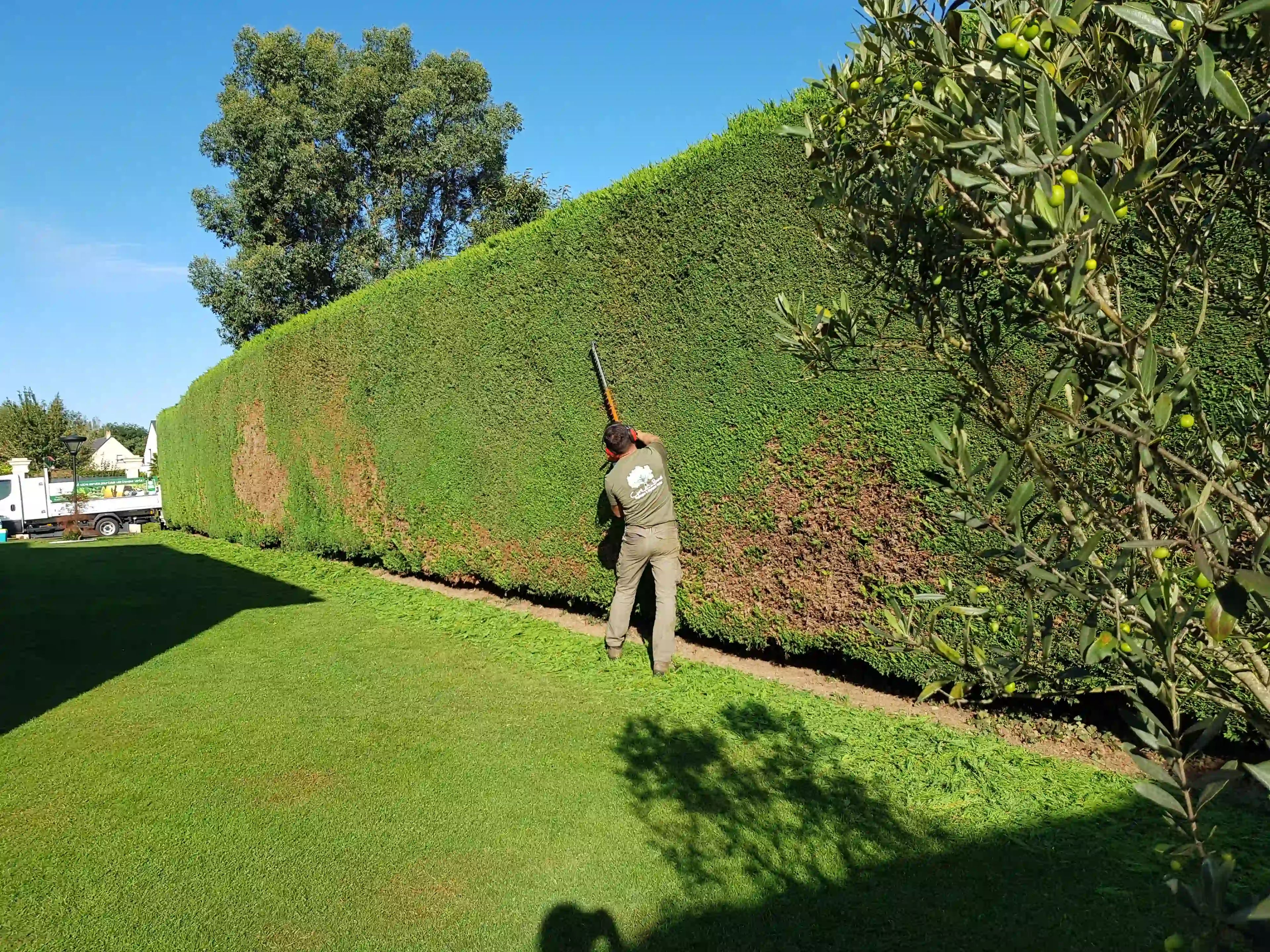 Taille de haie par un paysagiste